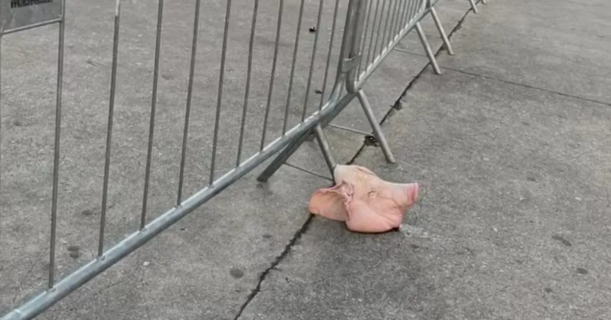 Cabeça de Porco no Allianz Parque: Repercussão e Implicações Legais